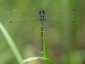 Choristhemis flavoterminata (Yellow-tipped Tigertail) female.jpg